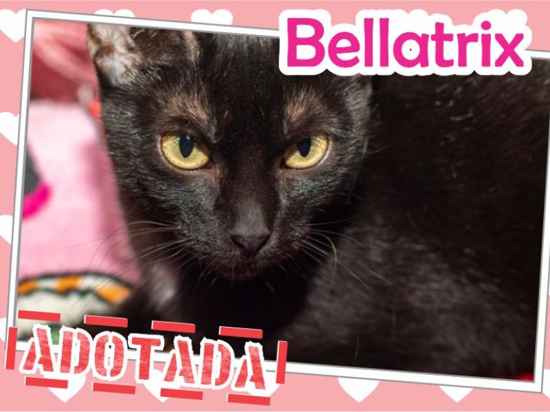 Bellatrix