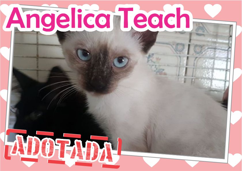 Angelica Teach