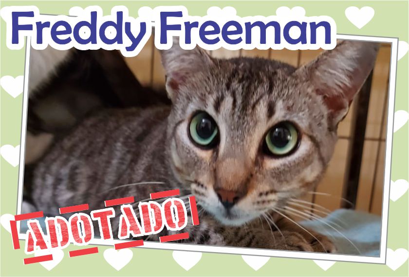 Freddy Freeman